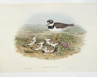 Kulík kroužkovaný (Charadrius hiaticula), ilustrace