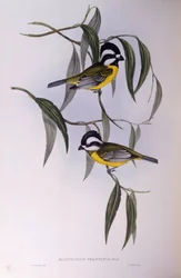 Ťuhýk chocholatý (Falcunculus frontatus), rytina John Gould