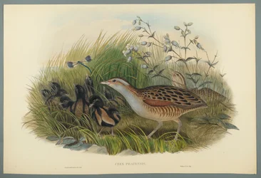 Crex Pratensis - pozemní železniční nebo kukuřičný jeřáb (barevné lito na tkaném papíře)