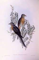 Kukačka vějířovitá (Cacomantis flabelliformis), rytina Johna Goulda