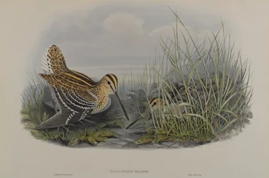 Gallinago Major – sluka velká