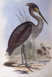 Volavka velká (Ardea sumatrana), rytina od Johna Goulda