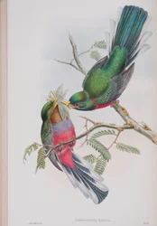 Hapaloderma Narina, talíř z The Birds of Great Britain od Johna Goulda, vydaný v letech 1862-73 (ručně kolorované lito)