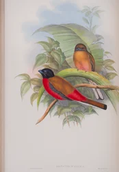 Harpactes Duvauceli, deska z The Birds of Great Britain od Johna Goulda, vydaná v letech 1862-73 (ručně kolorované lito)