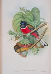Harpactes Fasciatus, deska z The Birds of Great Britain od Johna Goulda, vydaná 1862-73 (ručně kolorované lito)