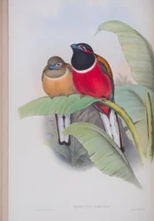 Harpactes Kasumba, deska z The Birds of Great Britain od Johna Goulda, vydaná 1862-73 (ručně kolorované lito)
