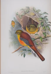 Harpactes Oreskios, deska z The Birds of Great Britain od Johna Goulda, vydaná 1862-73 (ručně kolorované lito)