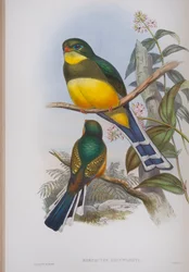 Harpactes Reinwardti, deska z The Birds of Great Britain od Johna Goulda, vydaná 1862-73 (ručně kolorovaná lito)