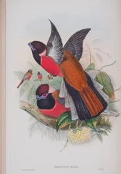 Harpactus Diardi, deska z The Birds of Great Britain od Johna Goulda, vydaná 1862-73 (ručně kolorované lito)