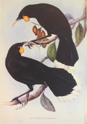 Ilustrace dvojice Huia