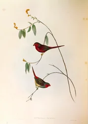 Ilustrace z knihy Johna Goulda "The Birds of Australia" představující phaeton Crimson Finch Neochmia, barevná rytina