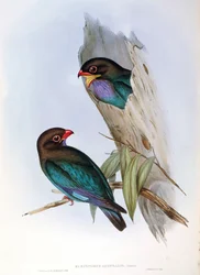 Ilustrace z knihy Johna Goulda „The Birds of Australia“ představující orientálního dolarového ptáka Eurystomus orientalis,