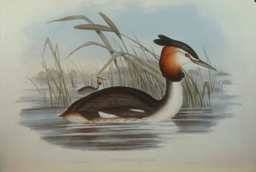 Ilustrace z knihy Johna Goulda „The Birds of Australia“ představující potápka chocholatá Podiceps cristatus australis, od Oscara Dresslera