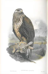 Ilustrace druhu Archibuteo Lagopus (káně rousná)