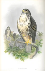 Ilustrace káně obecné (Buteo vulgaris)