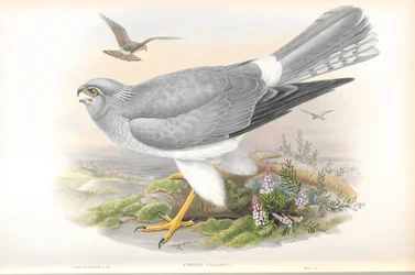 Ilustrace motáka pochopa (Circus Cyaneus)