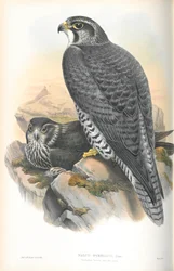 Ilustrace sokola stěhovavého (Falco Gyrfalco)
