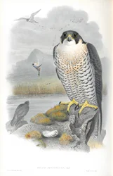Ilustrace sokola stěhovavého (Falco Peregrinus)
