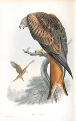 Ilustrace Milvus Regalis (Kite; Glead)