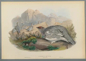 Lagopus Mutus, podzimní peří: Ptarmigan obecný (barevné litho na tkaném papíře)
