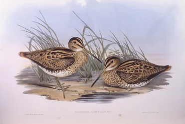 Lathamova sluka (Gallinago hardwickii), rytina John Gould