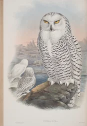 Nyctea Nivea, talíř z The Birds of Great Britain od Johna Goulda, vydaný 1862-73 (ručně kolorované lito)