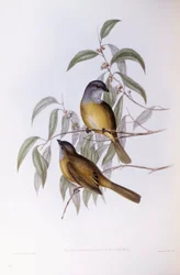 Olivový whistler (Pachycephala olivacea), rytina John Gould