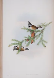 Parus Cristatus, deska z The Birds of Great Britain od Johna Goulda, vydaná 1862-73 (ručně kolorované lito)