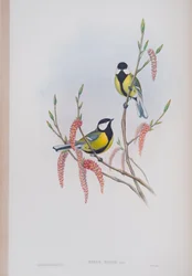 Parus Major, deska z The Birds of Great Britain od Johna Goulda, vydaná 1862-73 (ručně kolorované lito)