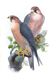 Sokol stěhovavý, (sokol červený) Falco peregrinus babylonicus Sclater