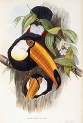 Ramphastos Toco