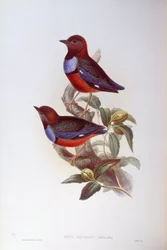 Pitta červenobřichá (Pitta erythrogaster), rytina John Gould