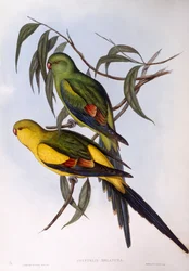 Regent papoušek (Polytelis anthopeplus), rytina John Gould