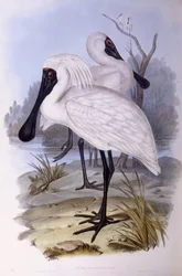 Lžíce královská (Platalea regia), rytina John Gould