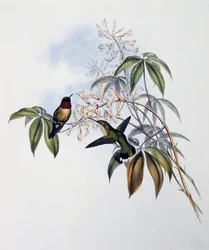 Kolibřík rubínový (Archilochus colubris), rytina z Monografie Trochilidae nebo kolibříků (1849-1861), John Gould (1804-1881), Spojené království
