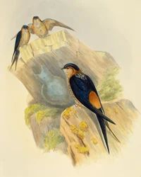 Vlaštovka rufous-bellied (Hirundo daurica), rytina John Gould (1804-1881), Spojené království