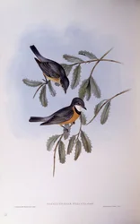 Rufous whistler (Pachycephala rufiventris), rytina John Gould