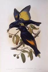 Saténový motýl (Ptilonorhynchus violaceus), rytina John Gould