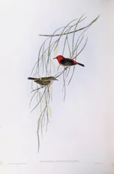 Myzomela šarlatová (Myzomela sanguinolenta), rytina John Gould