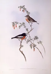 Scarlet Robin (Petroica multicolour), rytina John Gould