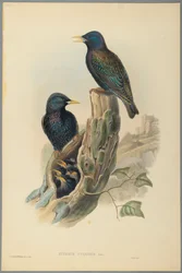 Špaček: Sturnus Vulgaris (Linn) (barevné lito na tkaném papíře)