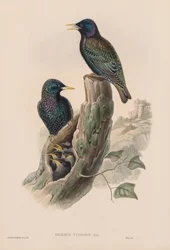 Sturnur Vulgaris