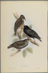 Sturnus Vulgaris - Špaček (barevné litho na tkaném papíře)