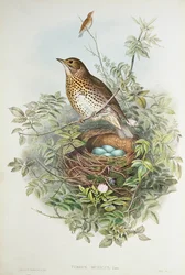 Drozd s hnízdem (barva litho)