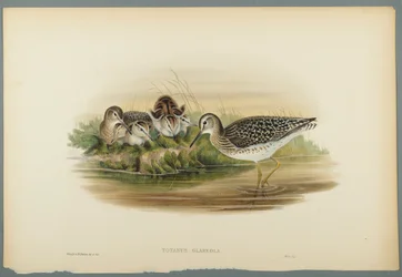Totanus Glareola - Sandpiper dřevěný (barevné lito na tkaném papíře)