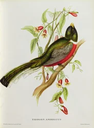 Trogon Ambiguus z 