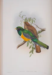 Trogon Atricollis, deska z The Birds of Great Britain od Johna Goulda, vydaná 1862-73 (ručně kolorované lito)