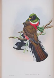 Trogon Mexicanus, deska z The Birds of Great Britain od Johna Goulda, vydaná 1862-73 (ručně kolorované lito)