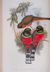 Trogon Personatus, deska z The Birds of Great Britain od Johna Goulda, vydaná 1862-73 (ručně kolorované lito)