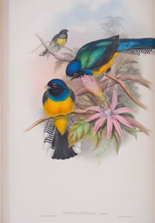 Trogon Ramoniana, deska z knihy The Birds of Great Britain od Johna Goulda, vydané v letech 1862-73 (ručně kolorovaná litografie)